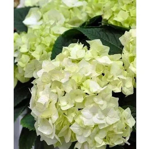 Гортензія крупнолистна 2-х річна "Vanilla Sky" висота саджанця 20-40см (103614) 1 саженец - фото 1