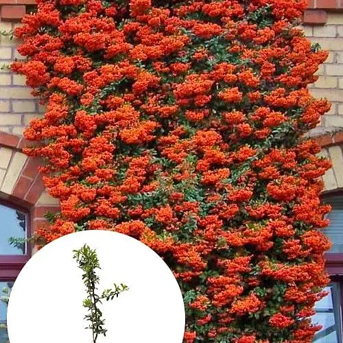 Піраканта "Orange Glow" 3-річна (висота 80-100см) (184990) 1 саженец - фото 3