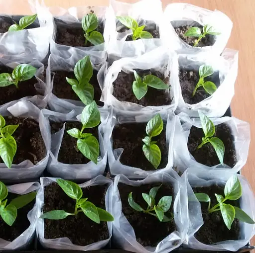 Рукав для рассады Shadow 50 мм х500 м 40 мкн РДРБ000012 - фото 3