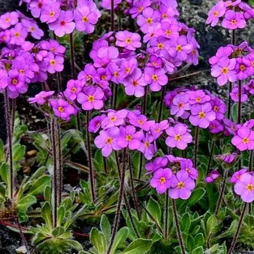 Проломник ветвистый (Androsace sarmentosa) Р9 (189551) 1 шт. в упаковке - фото 1