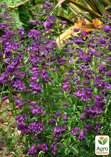 Пенстемон "Harlequin Purple" (186458) 1 саженец - фото 2