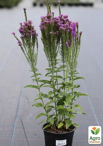 Вероніка "Amethyst Plume" вазон С2 (183703) 1 саженец - фото 2