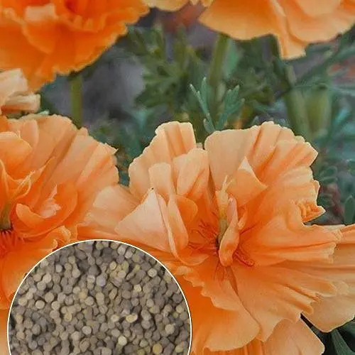 Эшшольция "Тайский Шелк" Весна 2г (22467) - фото 5