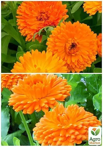 Календула "Дежавю" Весна 3г (13292) - фото 3