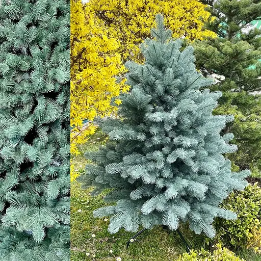 Елка Hvoya Super Lux пышная литая 120 см голубая - фото 4