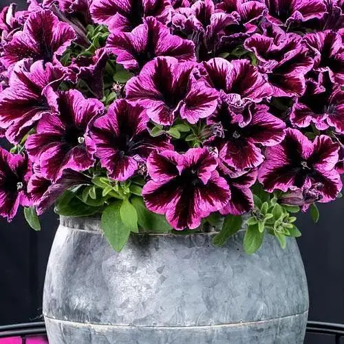 Петуния ампельная Crazytunia "Cosmic Violet" (189784) 1 саженец - фото 1