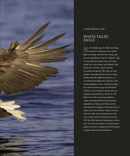 Wildlife of Britain and Ireland - фото 10