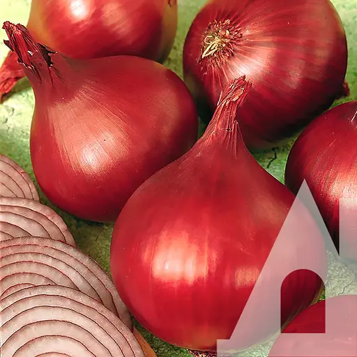 Цибуля ріпчаста Садиба Центр Ред барон 200 шт.