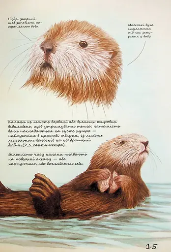 Морські тварини світу. Нотатки, малюнки та спостереження про тварин, що живуть в океані - фото 16