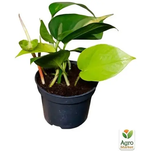 Эпипремнум Agro-Market Pinnatum 20-30см (185109) 1 саженец в упаковке Нидерланды - фото 2