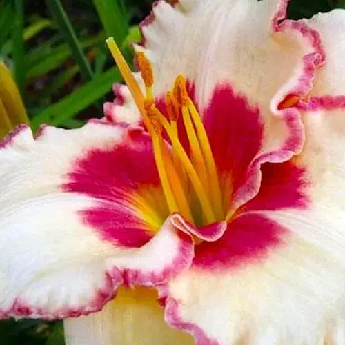 Лілійник "New Quest" (183692) 1 шт - фото 1