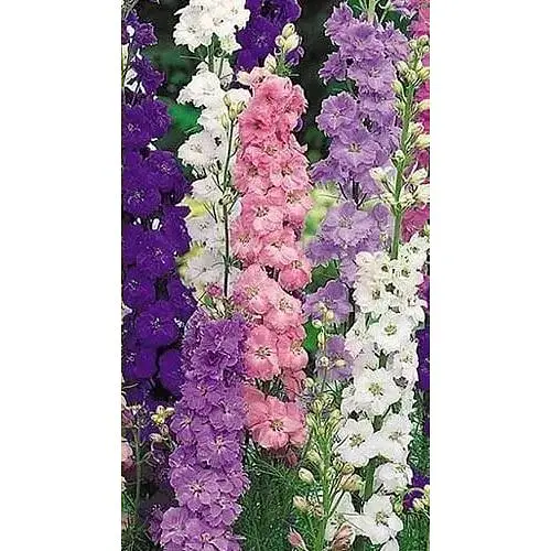 Дельфиниум "Аякса смесь" Весна 100г (35257) - фото 1