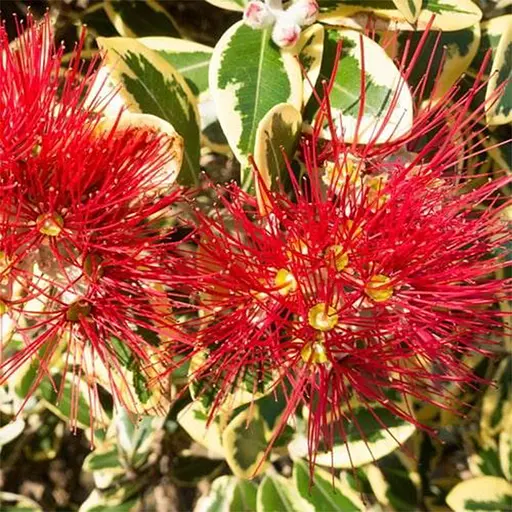 Метросидерос Variegata высота 50 - 60 см 1 саженец (182791) - фото 1
