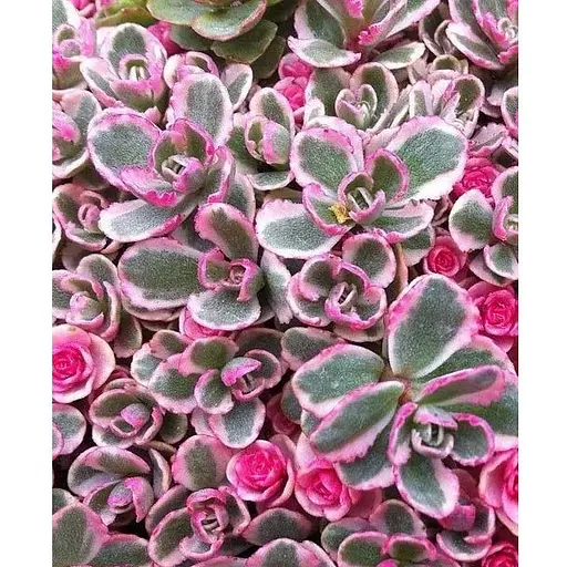 Очиток "Tricolor" (Sedum spurium) (185601) 1 саженец - фото 1