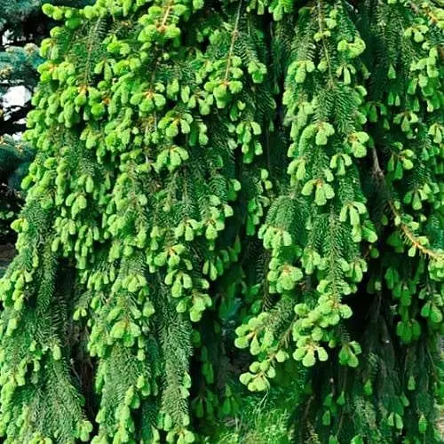 Ель плакучая Agro-Market на штамбе Inversa С15 высота 90-100см длина кроны 40-50 см 188124 1 саженец в упаковке - фото 1