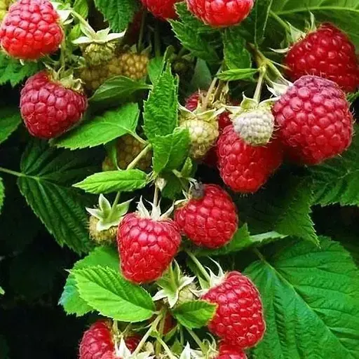 Малина Agro-Market "Glen Fyne" (среднеранний срок созревания, слабошипный сорт) 1-летний саженец (189916) 1 шт в упаковке - фото 1