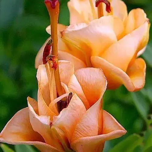 Лилия "Apricot Fudge" (Лилия-роза) 1 шт (35510) 1 шт - фото 1