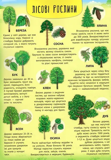 Енциклопедія з наліпками. Лісові тварини та рослини - фото 5