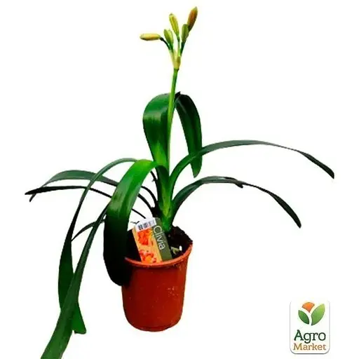 Кливия Agro-Market Clivia miniata" (вечнозеленое многолетнее комнатное растение) (122873) 1 саженец в упаковке комнатный Нидерланды - фото 2
