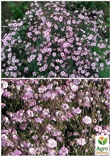Гіпсофіла рожева Весна 2г (13287) - фото 2