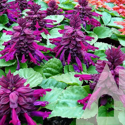 Сальвія Садиба Центр Фарао лавандова 0.1 г 