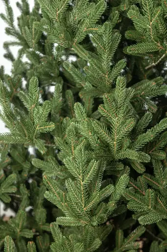 Елка искусственная литая Венская 1.8 м Зеленая - фото 5