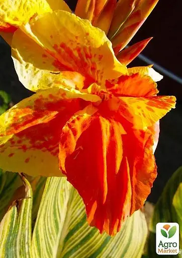 Канна Ряболистая "Gold Ader" (49622) 1 шт - фото 2