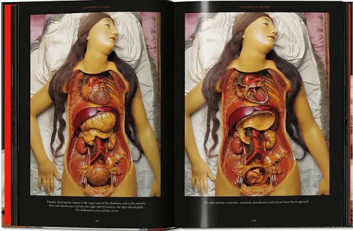Anatomical Waxes. 45th Edition - фото 6