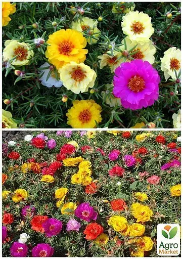 Портулак махровый Весна 1.5г (13264) - фото 2