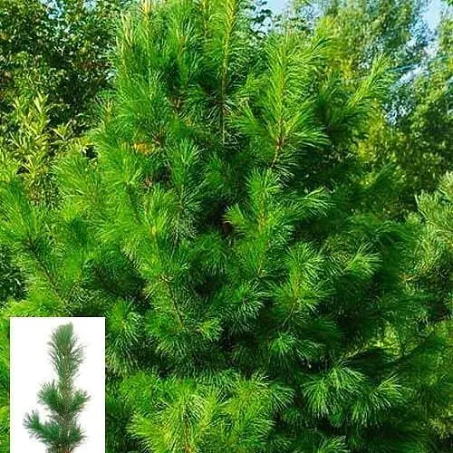 Сосна кедрова Agro-Market Pinus cembra S3 висота 25-30 см 62743 1 саджанець в упаковці - фото 1