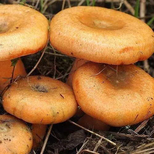 Сухий зерновий міцелій "Рижик звичайний" 100г (45197) - фото 1