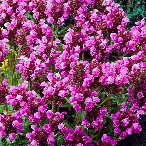 Прунелла великоквіткова "Rubra" (Чорноголівка цвіте все літо) (189552) 1 саженец - фото 1