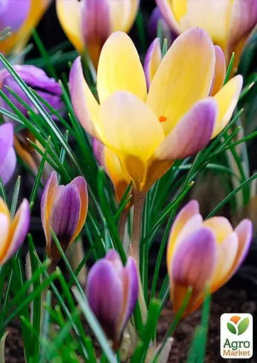 Крокус ботанический "Advance" (размер 5/7, средний) 5 шт (39441) - фото 4