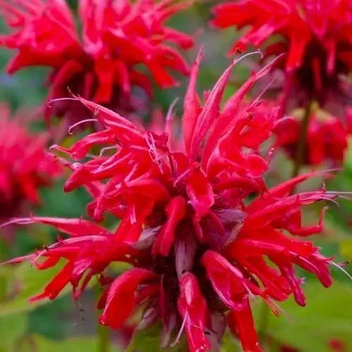 Бергамот (Монарда) "Fireball" (188250) 1 саженец - фото 1