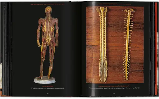 Anatomical Waxes. 45th Edition - фото 25