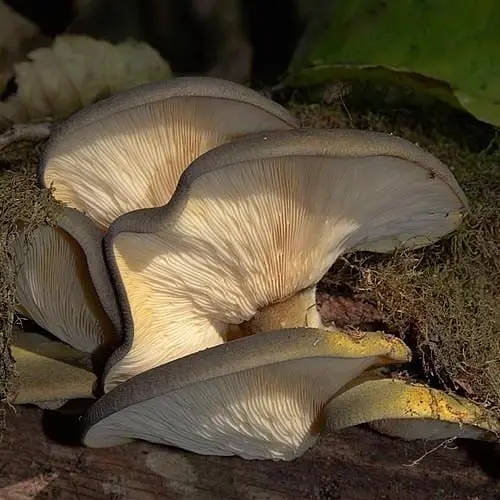 Міцелій на дубових брусочках "Глива пізня" 10шт (45246) - фото 1