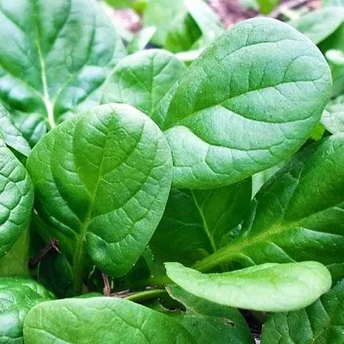 Шпинат Весна Гігантський (у банці) Органік 20г (44922) - фото 2