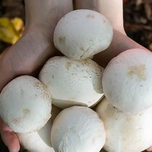 Сухий зерновий міцелій «Печериця королівська біла» 10г (45507) - фото 1