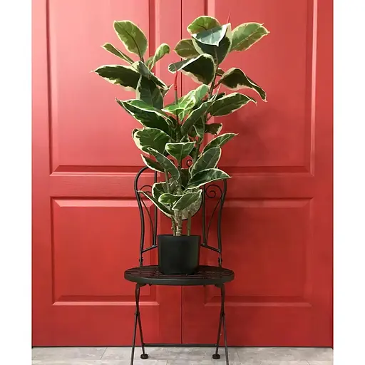 Фікус різнокольоровий Hvoya Еластіка Беліз 95 см - фото 5