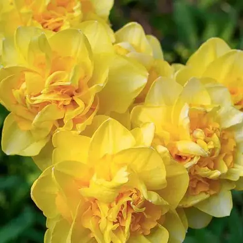 Нарцисс "Sherborne" (186341) 2 шт - фото 1