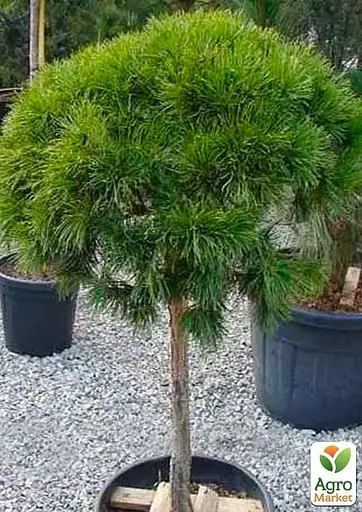 Сосна гірська на штамбі "Mops" С3 висота 30-50см (112372) 1 саджанець - фото 3