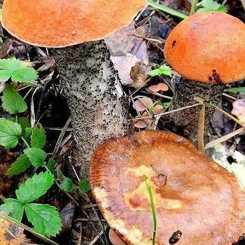 Сухий зерновий міцелій "Красноголовець звичайний" 100г (45195) - фото 1