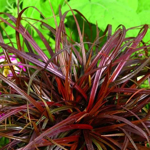 Унцінія "Rubra" (вазон Р9) (188875) 1 шт в упаковці - фото 1