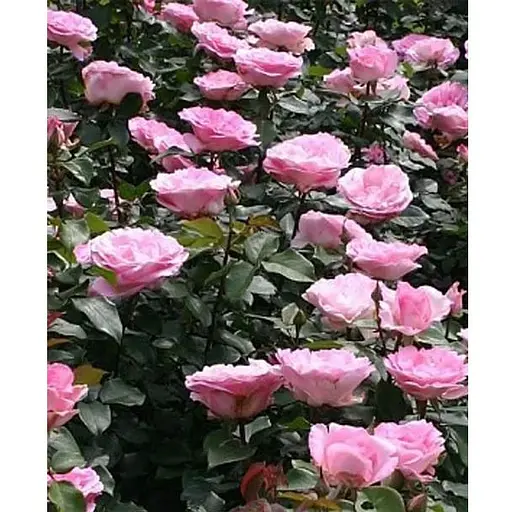 Роза в контейнере чайно-гибридная "Beverly" (саженец класса АА+) (185747) 1 саженец - фото 1