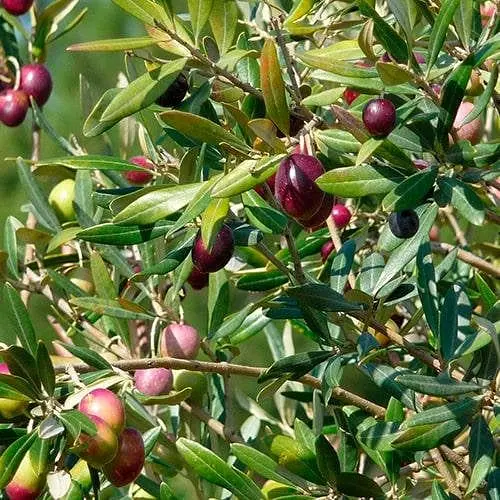 Оливкове дерево Agro-Market Olivia вазон C2 187080 1 саджанець в упаковці кімнатний - фото 1