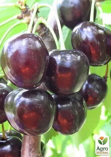 Черешня Agro-Market "Наполеон чорна" укорінена в контейнері (саджанець 2 роки) (153203) 1 саджанець в упаковці - фото 2