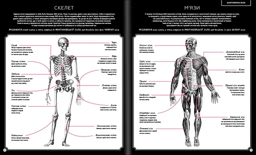 Прихований світ людського тіла. Автор Кейт Девіс - фото 3