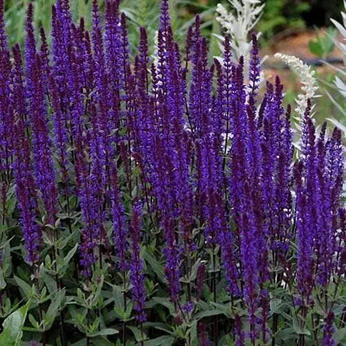 Шавлія Дубравна "Caradonna" (189114) 1 шт - фото 1