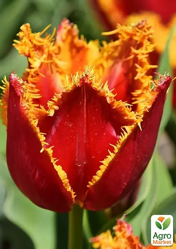 Тюльпан Fabio (62543) 2 шт - фото 3