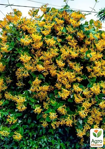 Жимолость Тельмана (Декоративная плетистая) (48906) 1 саженец - фото 2